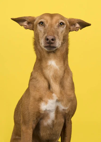 Retrato de um podenco andaluz olhando para a câmera em um fundo amarelo — Fotografia de Stock