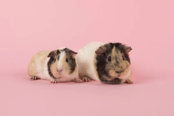 两只豚鼠在粉红色的背景看着相机 — 图库照片