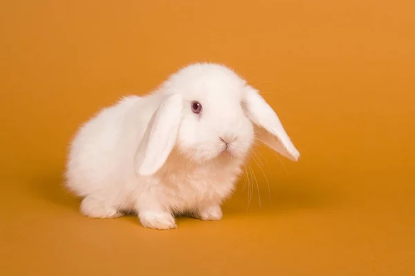 Conejo blanco sobre fondo naranja —  Fotos de Stock