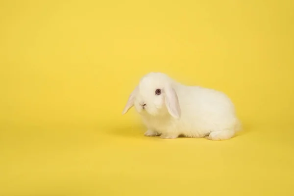 Белый кролик на желтом фоне с пространством для копирования — стоковое фото