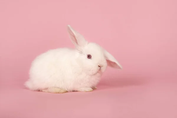Biały królik na różowym tle z jednym uchem w górze — Zdjęcie stockowe