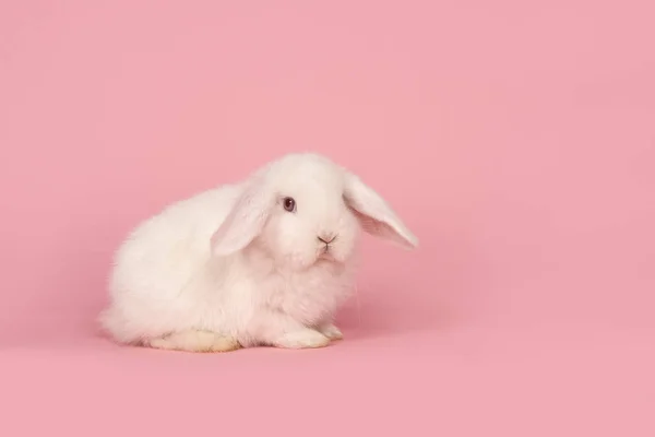 Conejo blanco joven sobre un fondo rosa —  Fotos de Stock