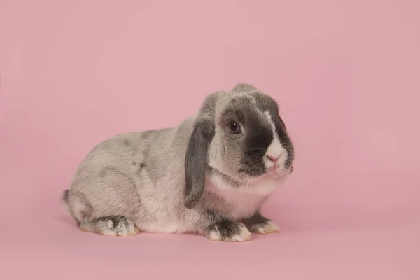 Coelho cinzento adulto sobre um fundo rosa — Fotografia de Stock