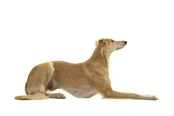 Silken windsprte köpek beyaz bir arka plan üzerinde izole yatan — Stok fotoğraf