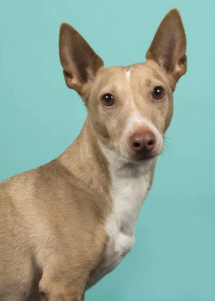 Yandan görülen kameraya bakan bir podenco maneto portresi