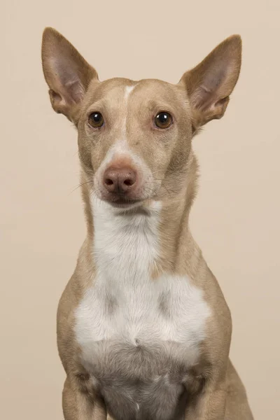 Retrato de um podenco maneto olhando com as orelhas para cima em um fundo de cor de areia — Fotografia de Stock