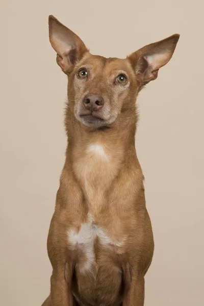 Portrait of a podenco andaluz looking up on a sand colored background — Stock Photo, Image