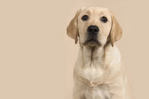 Mooie blonde Labrador Retriever puppy portret op een crème gekleurde achtergrond — Stockfoto