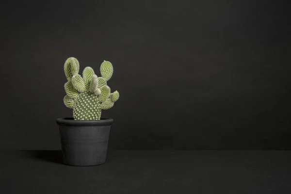 Cactus plant in a black flower pot in a black interior