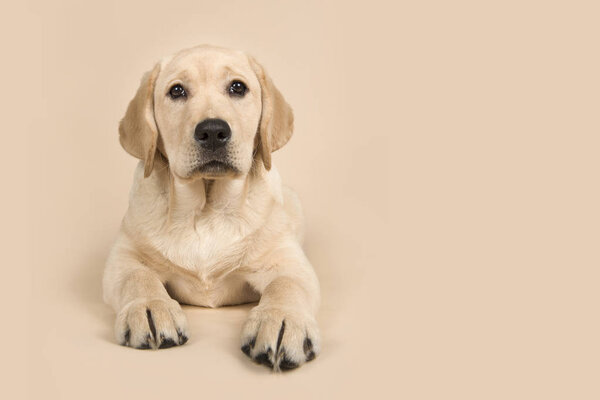 Pretty blond labrador retriever puppy lying down on a creme colored background