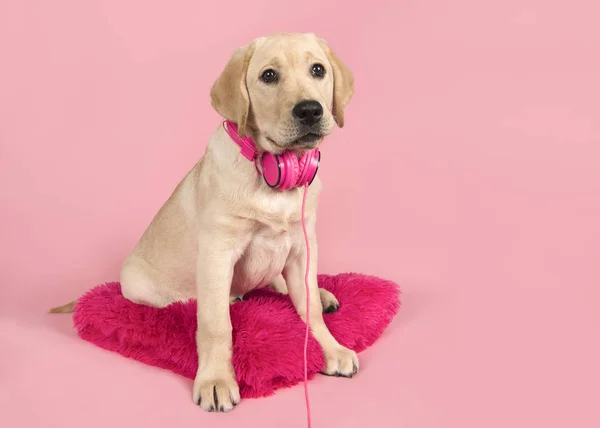 Schattige blonde Labrador retriever met roze hoofdtelefoon zittend op een roze kussen — Stockfoto