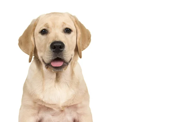 Portret van een schattige Labrador Retriever puppy kijken naar de camera op een witte achtergrond — Stockfoto