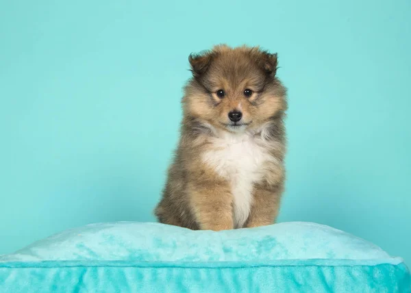 Niedlicher Shetland-Schäferhund-Welpe sitzt auf einem blauen Kissen — Stockfoto