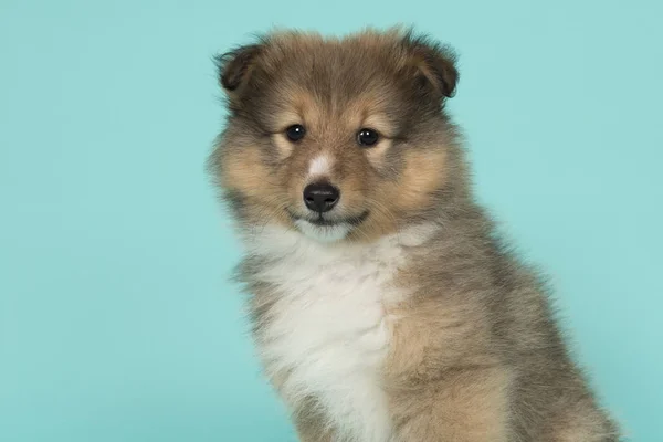 Retrato de um filhote de cachorro pastor shetland em um fundo azul — Fotografia de Stock