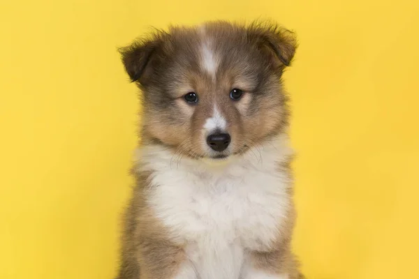 Porträtt av en Shetland Sheepdog valp på en gul bakgrund — Stockfoto