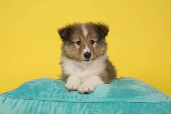 Sevimli shetland çoban köpeği yavrusu mavi bir yastık üzerinde yatan — Stok fotoğraf