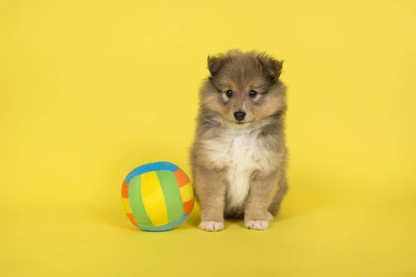 Shetland-Schäferhund-Welpe sitzt auf gelbem Hintergrund mit Ball — Stockfoto