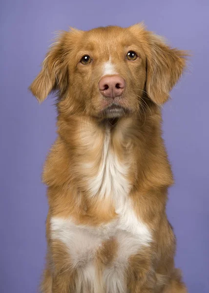 新斯科舍省鸭寻回犬的肖像 — 图库照片