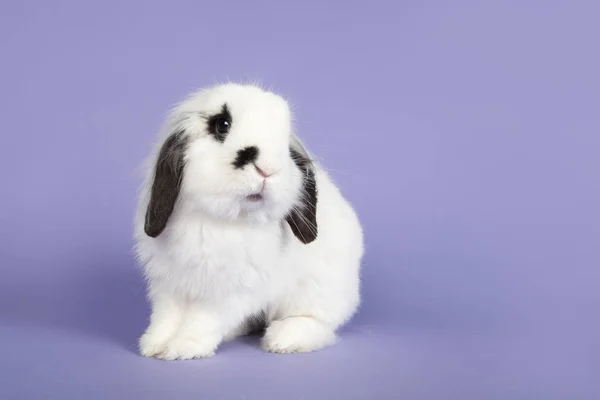 Alerta conejo blanco y negro sobre un fondo púrpura —  Fotos de Stock