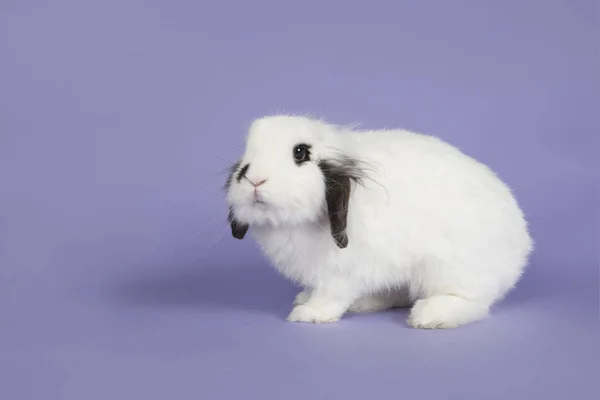 Conejo blanco y negro sobre fondo púrpura —  Fotos de Stock