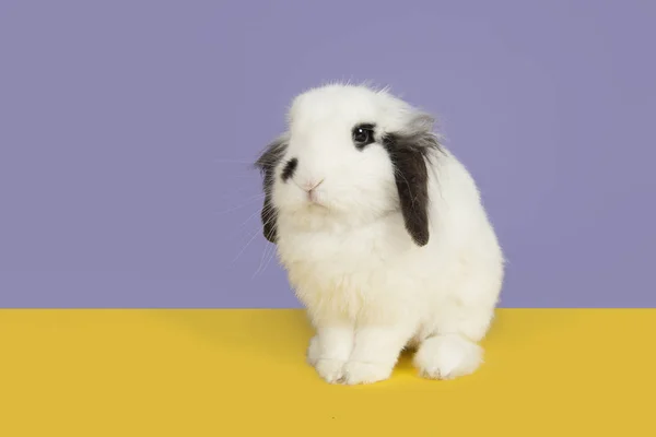 Conejo blanco y negro sobre fondo púrpura y bajo tierra amarilla — Foto de Stock