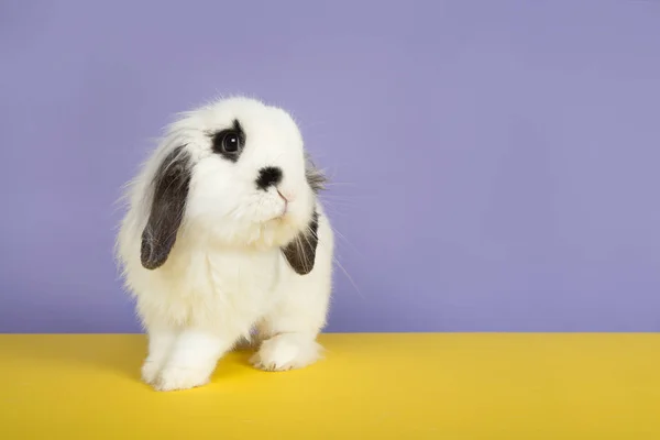 Alerte coelho preto e branco sobre um fundo roxo e um amarelo — Fotografia de Stock