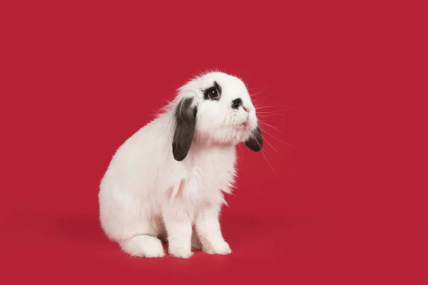 Alerta conejo blanco y negro sobre un fondo rojo —  Fotos de Stock