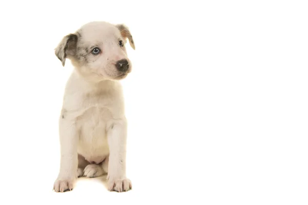 Roztomilé bílé štěně s modrými oči sedícího vpravo na bílém pozadí — Stock fotografie
