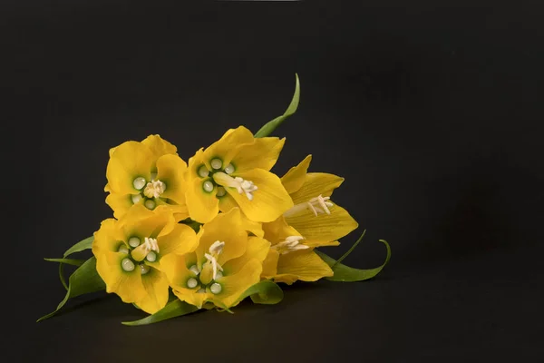Yellow crown imperial flowers lying down on a black background — 스톡 사진