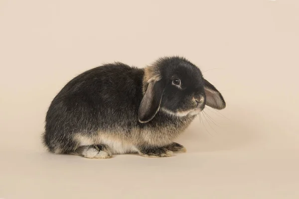 Schwarz-braunes Kaninchen von der Seite auf sandfarbenem Hintergrund — Stockfoto