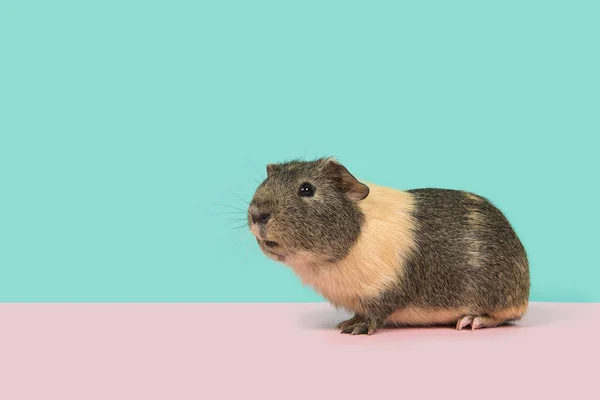 Conejillo de Indias de pelo liso sobre un fondo rosa y azul — Foto de Stock