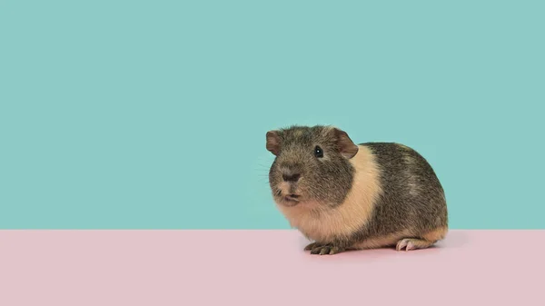 Conejillo de Indias de pelo liso sobre un fondo rosa y azul — Foto de Stock