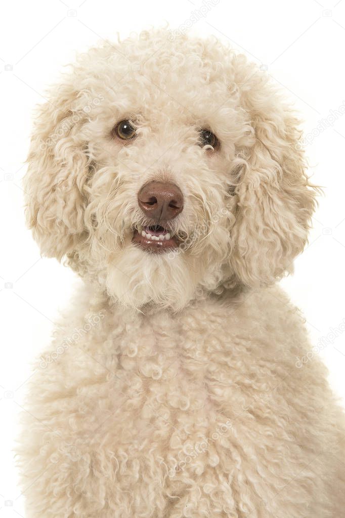 Portrait of a labradoodle dog looking at the camera on a white background