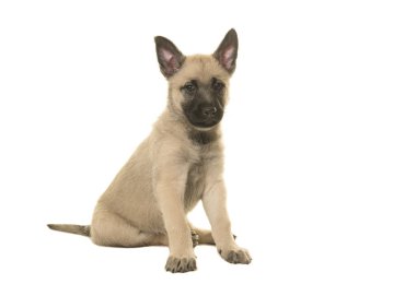 Cute blond wire haired dutch shepherd puppy sitting on a white background clipart