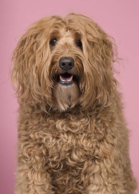 Pembe arka plan daki kameraya bakan bir labradoodle portresi