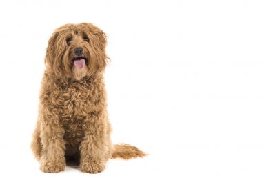 Labradoodle beyaz bir arka plan üzerinde oturan kameraya bakıyor