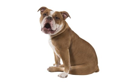 Oturan Eski İngiliz bulldog kameraya bakıyor