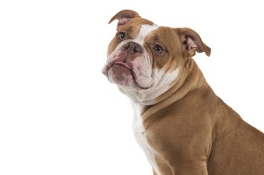 Beyaz bir arka plan üzerinde bakan eski bir İngiliz bulldog portresi