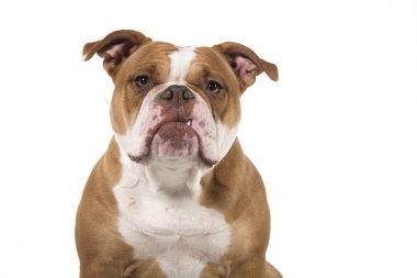 Kameraya bakan eski bir İngiliz bulldog portresi