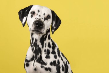 Sarı arka plan üzerinde dalmaçyalı bir köpek portresi