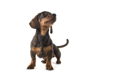Ayakta dachshund beyaz bir arka plan üzerinde ayakta bakarak