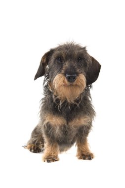 Oturan wirehaired Dachshund kameraya bakarak