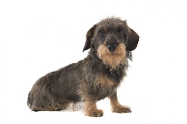 Bir oturma tel saçlı Dachshund yan görünümü