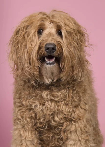 Porträt eines Labradoodle, das auf rosa Hintergrund in die Kamera blickt — Stockfoto