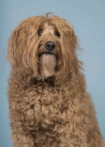 Portrait of a labradoodle glancing away on a blue background — Stok Foto