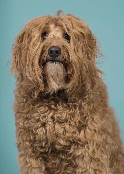 Retrato de un labradoodle sobre fondo azul — Foto de Stock