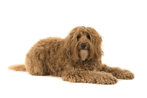 Labradoodle lying down and looking at the camera — Stock Photo, Image