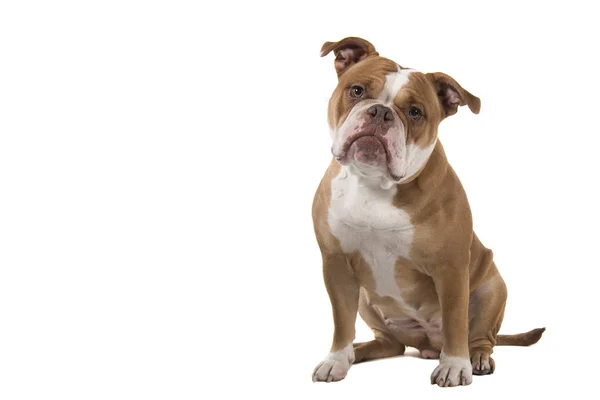 Sentado Viejo bulldog inglés mirando a la cámara — Foto de Stock