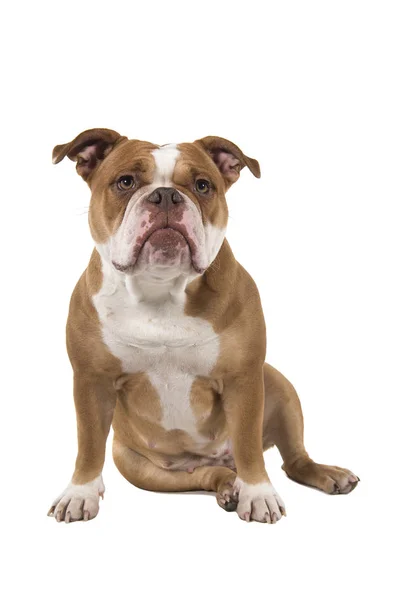 Viejo bulldog inglés sentado aislado sobre un fondo blanco — Foto de Stock