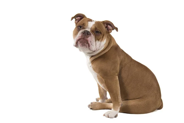 Sentado Viejo bulldog inglés mirando a la cámara —  Fotos de Stock